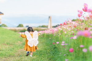 コスモスの写真です